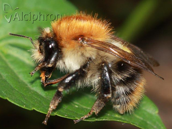 Bombus pascuorum