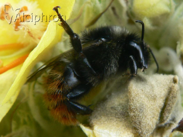 Bombus pomorum