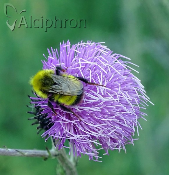 Bombus pratorum