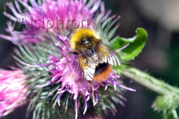 Bombus pratorum