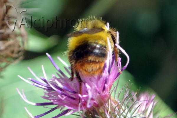 Bombus pratorum