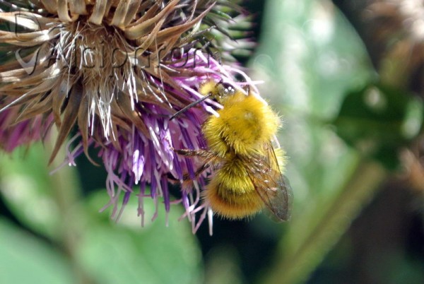 Bombus pratorum
