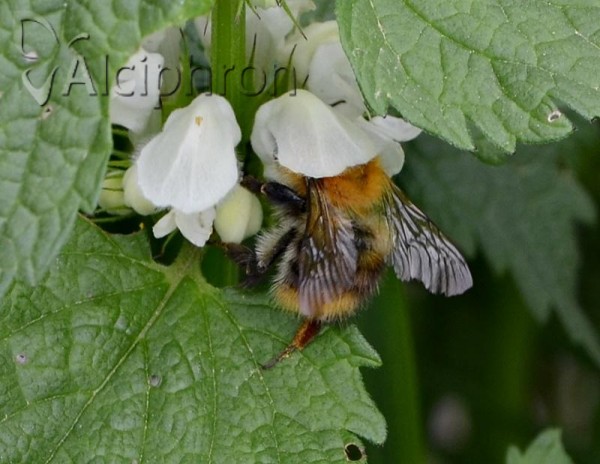 Bombus pratorum