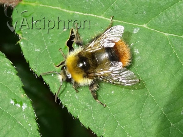Bombus pratorum