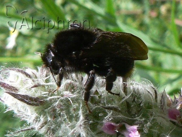 Bombus rupestris