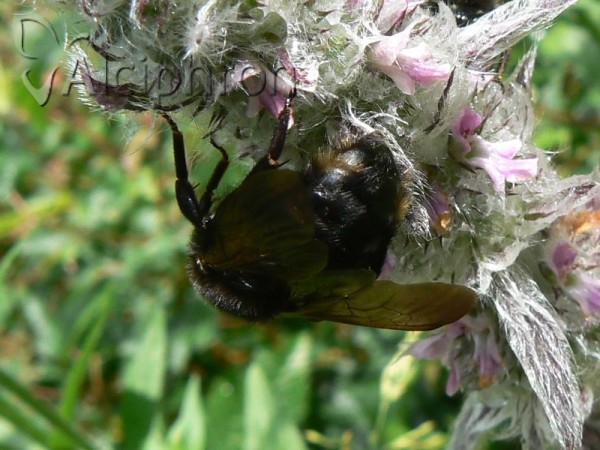 Bombus rupestris