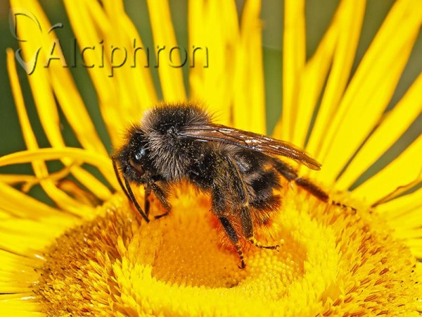 Bombus rupestris