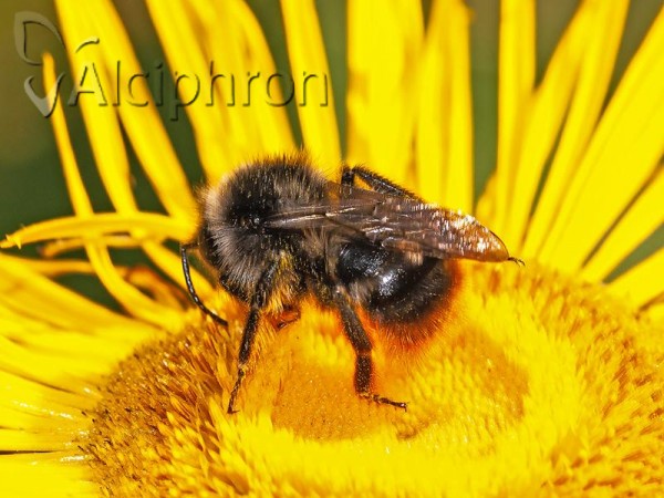 Bombus rupestris