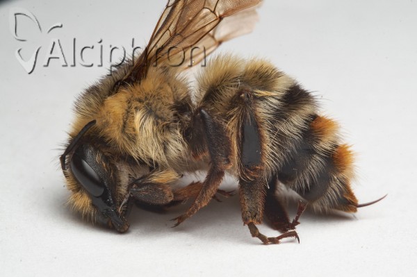 Bombus sylvarum