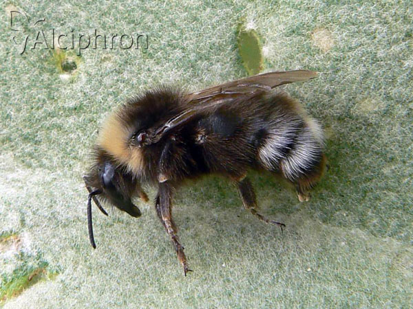 Bombus sylvestris