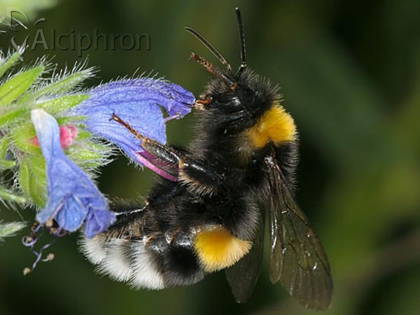 Bombus terrestris