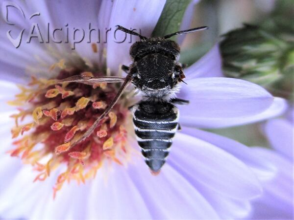 Coelioxys afra