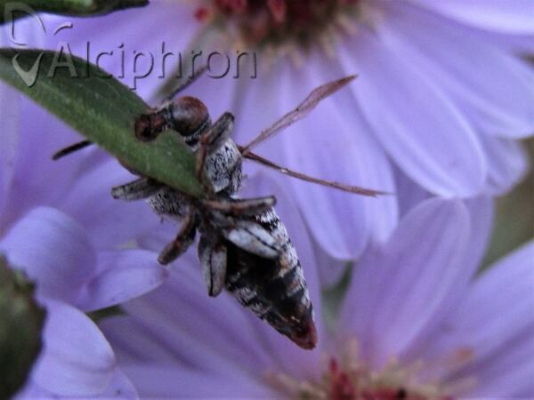 Coelioxys afra