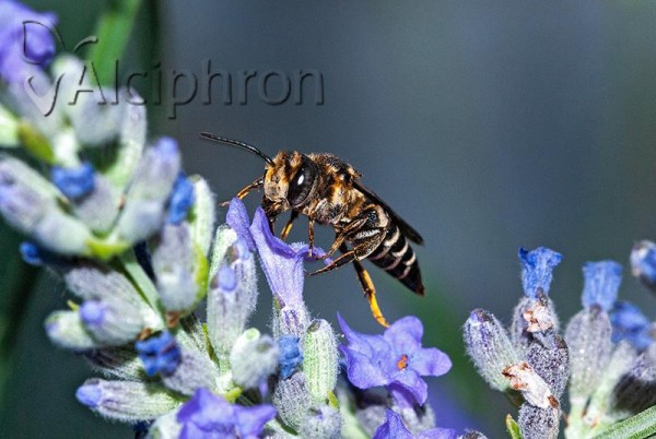 Coelioxys alata