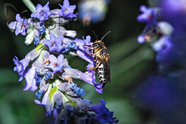 Coelioxys alata