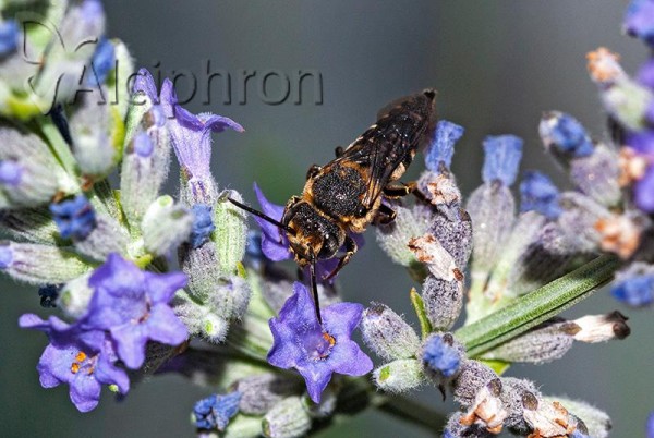 Coelioxys alata