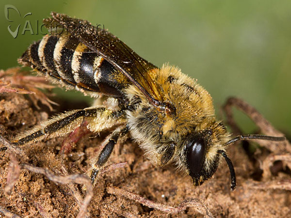Colletes hederae