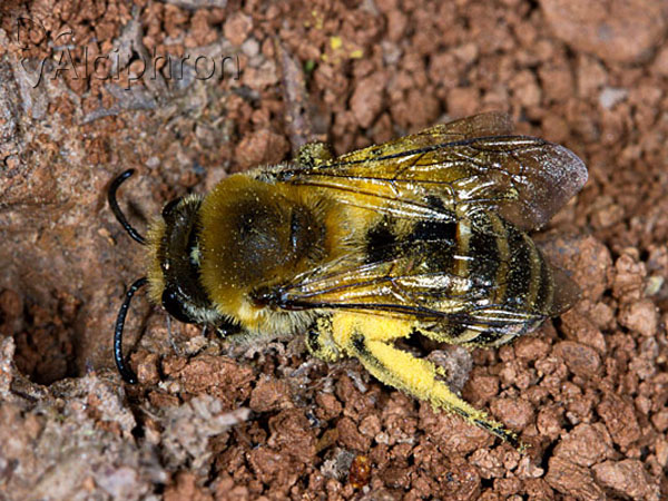Colletes hederae