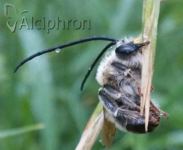 Eucera longicornis