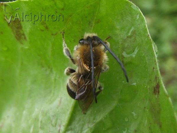 Eucera nigrescens
