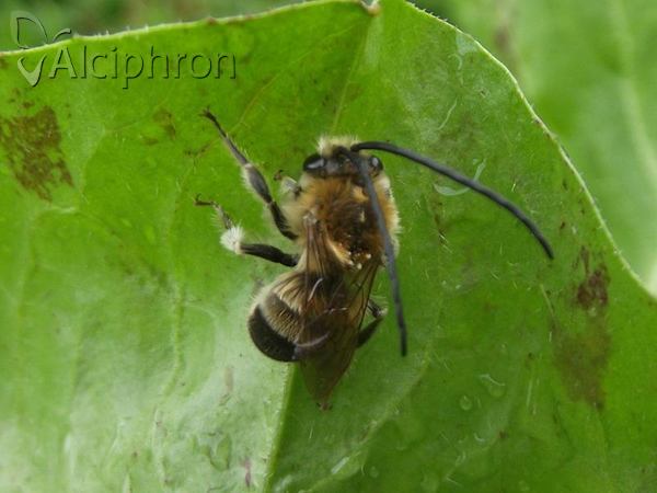 Eucera nigrescens