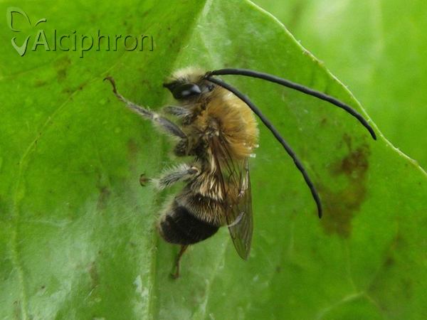Eucera nigrescens