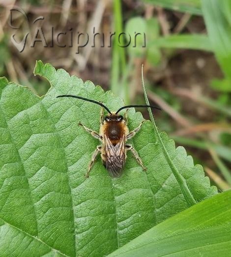 Eucera nigrescens