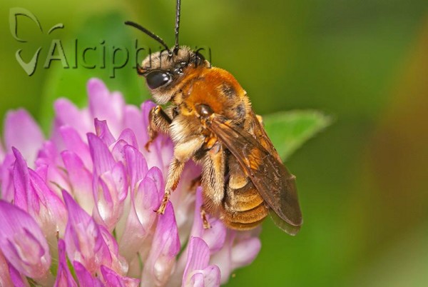 Eucera pollinosa