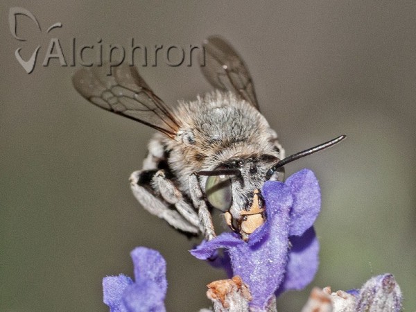 Habropoda zonatula