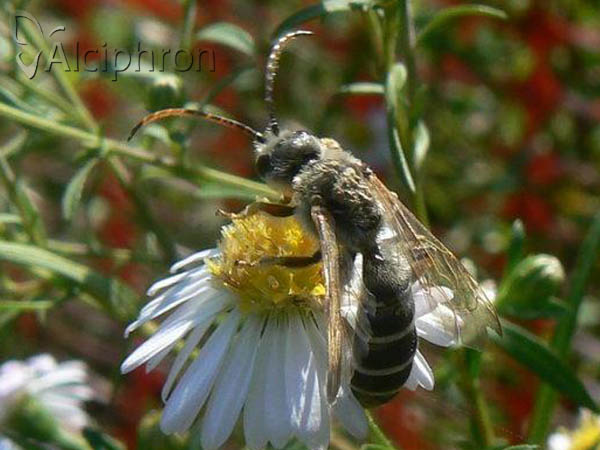 Halictus quadricinctus