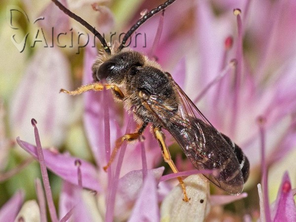 Halictus scabiosae