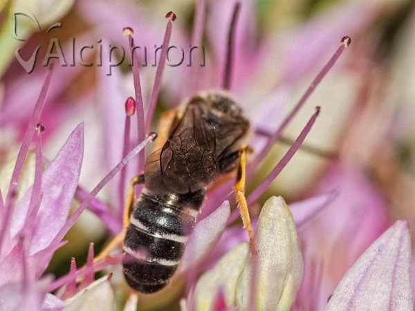 Halictus scabiosae