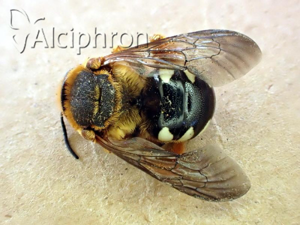 Icteranthidium laterale