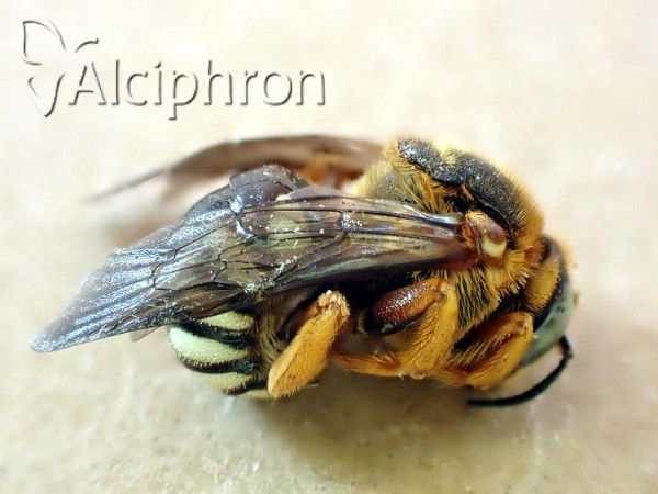 Icteranthidium laterale