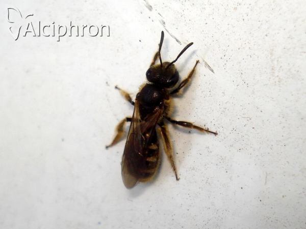 Lasioglossum calceatum