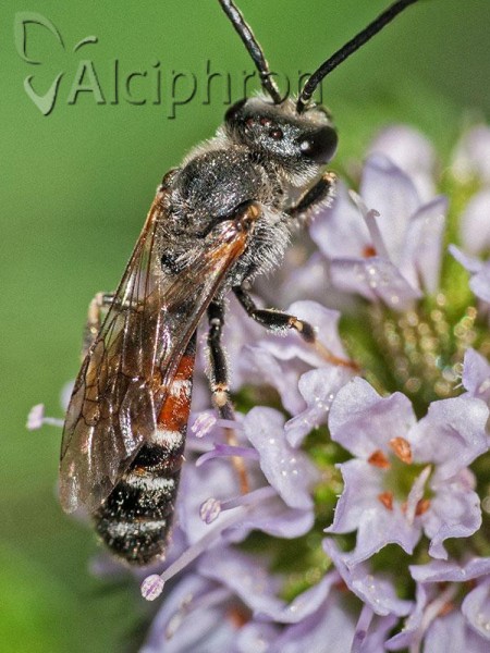 Lasioglossum calceatum