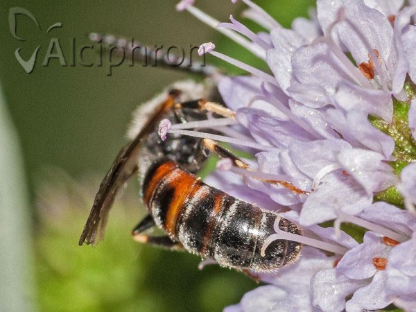 Lasioglossum calceatum
