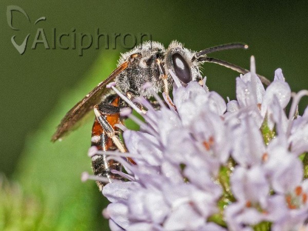 Lasioglossum calceatum