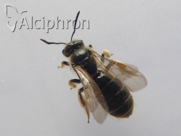 Lasioglossum marginatum