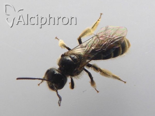 Lasioglossum marginatum