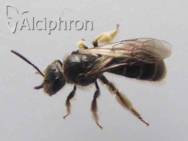 Lasioglossum marginatum