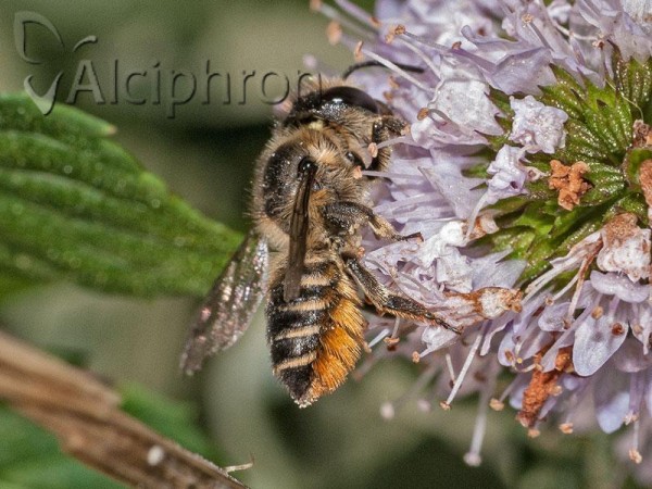 Megachile centuncularis