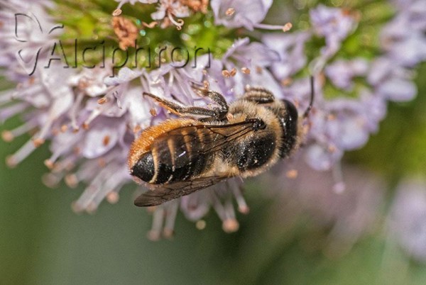 Megachile centuncularis