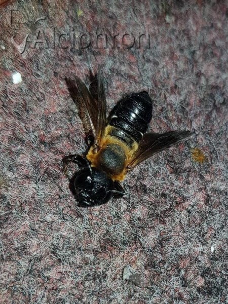 Megachile sculpturalis