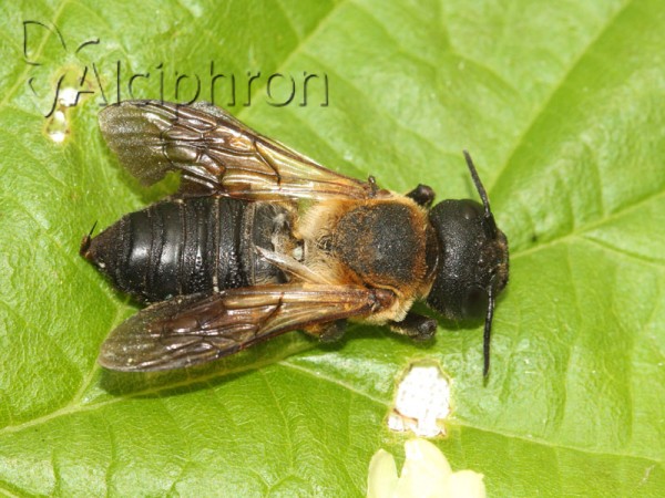 Megachile sculpturalis
