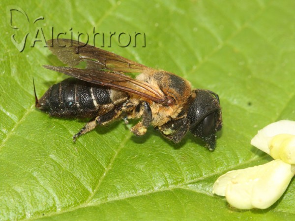 Megachile sculpturalis
