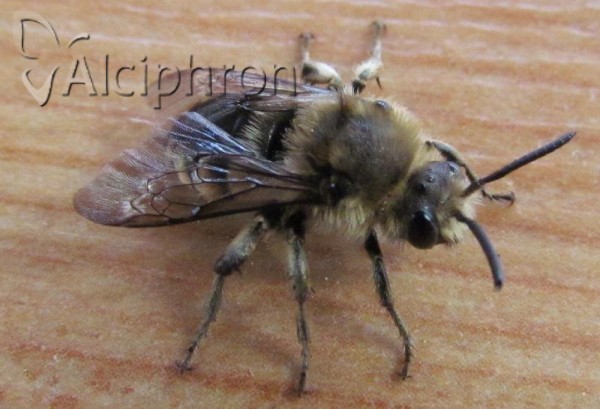 Melecta albifrons