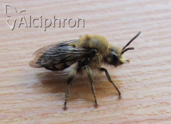Melecta albifrons