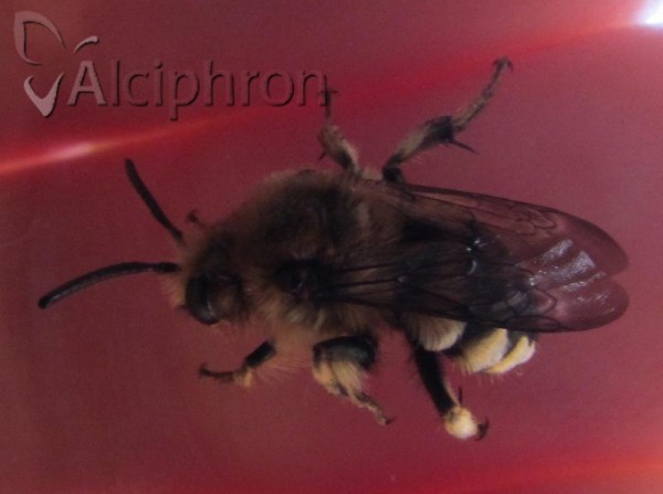 Melecta albifrons