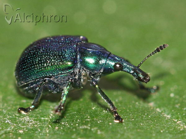 Byctiscus betulae